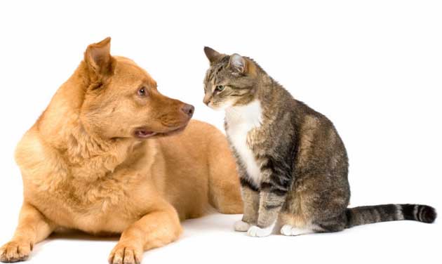 Норма в ехокардіографії собак і котів