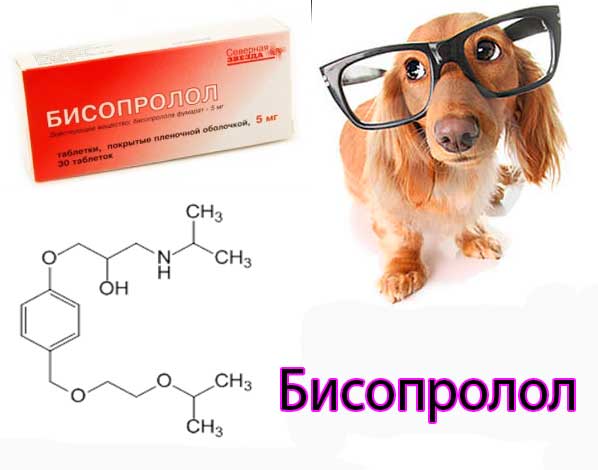 Инструкция по применению бисопролола (Bisoprolol): в медицине и ветеринарии (собак и кошек)