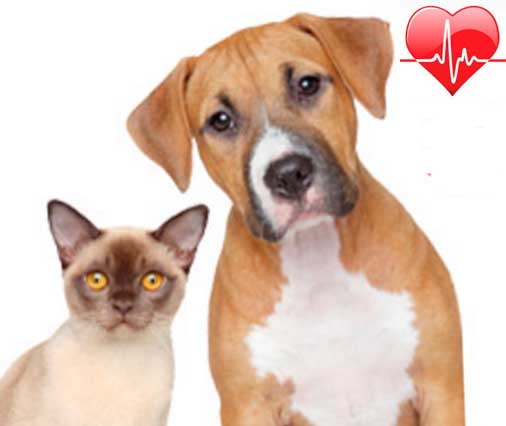 Современные принципы терапии собак, кошек и других мелких животных с застойной сердечной недостаточностью (ХСН)