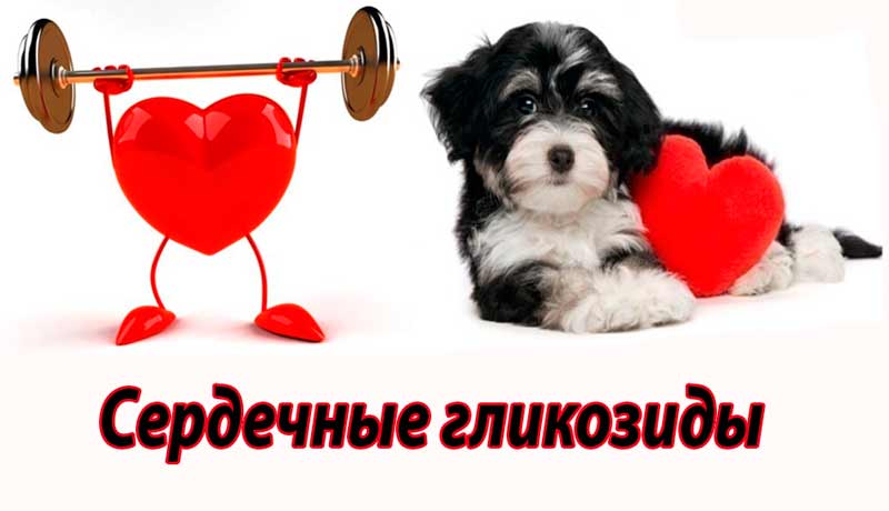 Инструкция по применению сердечных гликозидов человеку, собакам, кошкам (дозы, токсичность, фармакология)