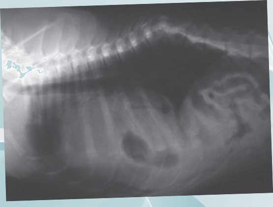 Рентгенограмма 12-месячной собаки с врожденной аномалией позвоночника и наличием перитонеоперикардиальной диафрагмальной грыжи