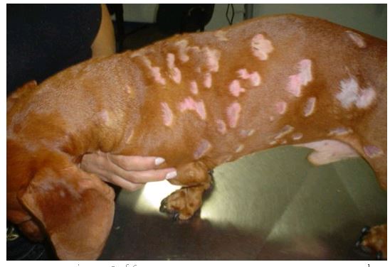 Бактериальные кожные заболевания у кошек и собак