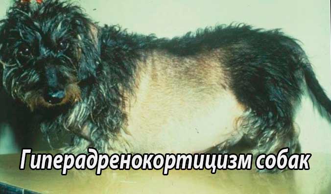 Гиперадренокортицизм собак