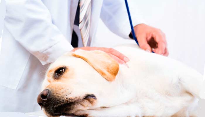Клинические методы исследования собак 