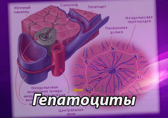 Гепатоциты - клетки печени (физиологические данные)