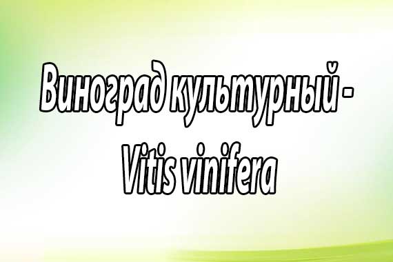 Виноград культурный - Vitis vinifera 