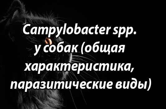 Campylobacter spp. у собак (общая характеристика, паразитические виды)