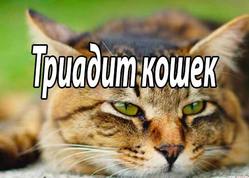 Триадит кошек (терминология, проблемы, современное состояние вопроса)