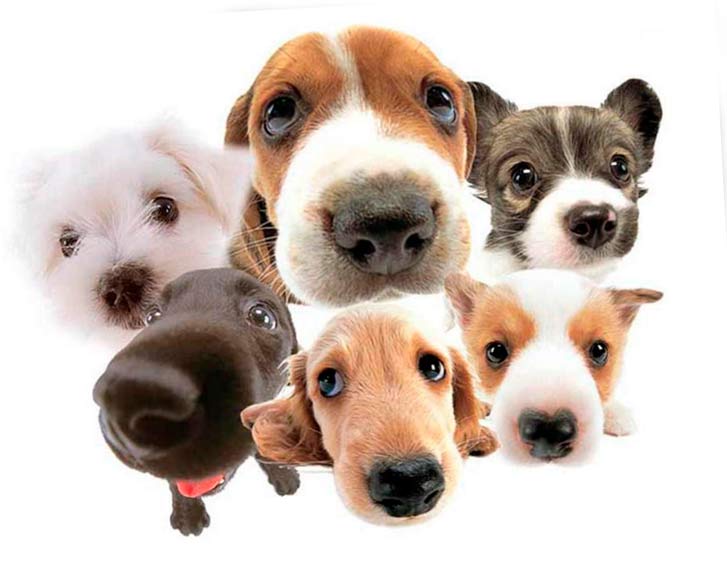 Дилатационная кардиомиопатия у собак. Информация для владельцев животных