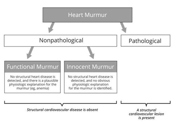 Номенклатура патологических и непатологических сердечных шумов