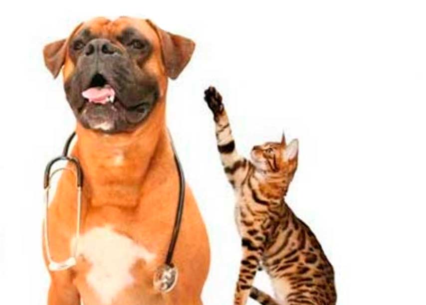 Поліморбідність за серцево-судинних хвороб собак і котів