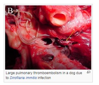 Массивная легочная тромбоэмболия у собаки на фоне инвазии Dirofilaria immitis
