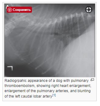 Рентгенографическая картина легочной тромбоэмболии у собаки