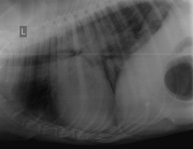 диагностика ДКМП у собаки породы доберман по рентгеновскому снимку