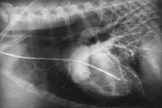 Фото рентгеноского снимка собаки с подклапанным легочным стенозом