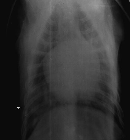 рентгеновский снимок добермана с дилатационной кардиомиопатией