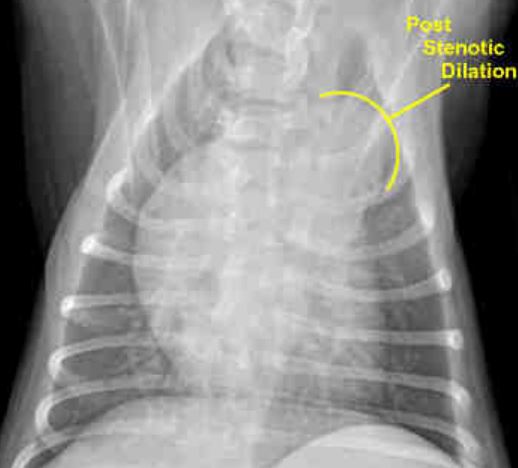 рентгеновский снимок собаки со стенозом легочного ствола