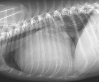 Рентгенснимок собаки, больной экссудативным перикардитом