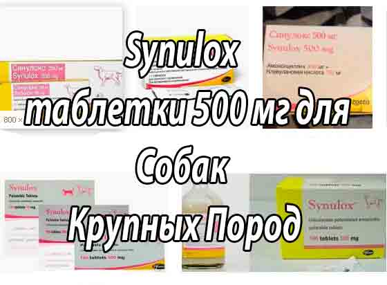 Synulox вкусовые таблетки 500 мг. Инструкция по применению для собак крупных и гигантских пород. Фармакология, дозы, использование