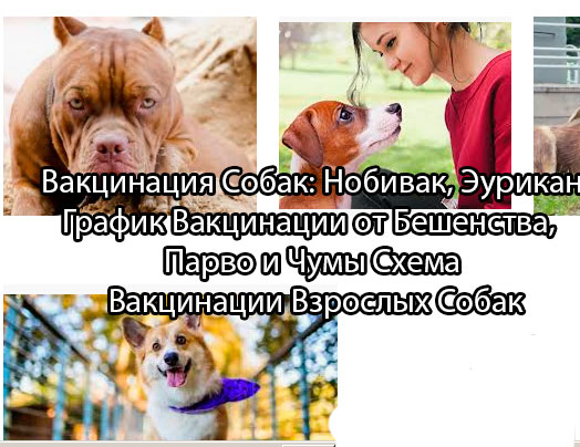 Вакцинация собак против бешенства, чумы плотоядных, парвовирусного энтерита, лептоспироза, вирусного гепатита и парагриппа