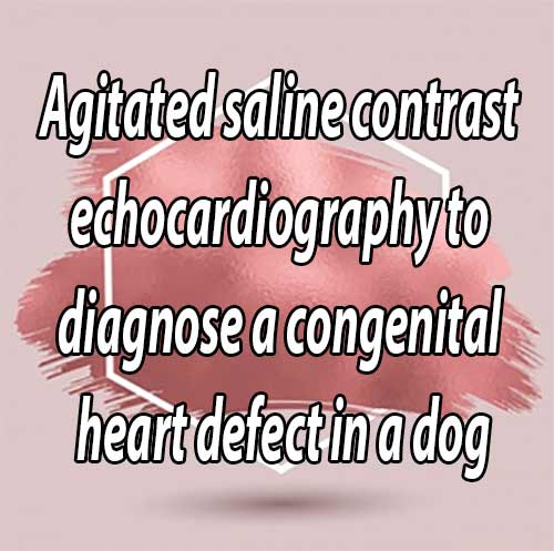 Agitated saline contrast echocardiography to diagnose a congenital heart defect in a dog