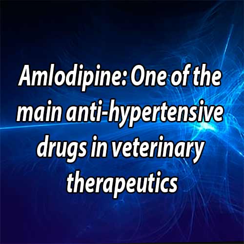 Amlodipine: One of the main anti-hypertensive drugs in veterinary therapeutics