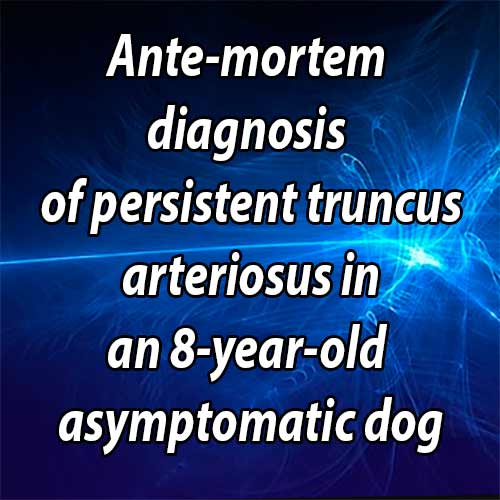 Ante-mortem diagnosis of persistent truncus arteriosus in an 8-year-old asymptomatic dog
