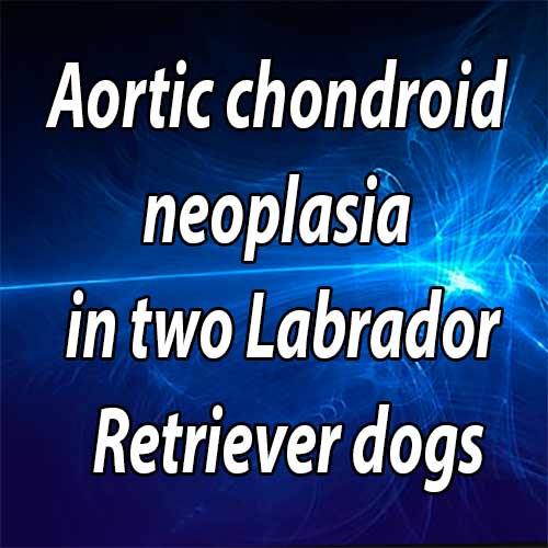 Aortic chondroid neoplasia in two Labrador Retriever dogs