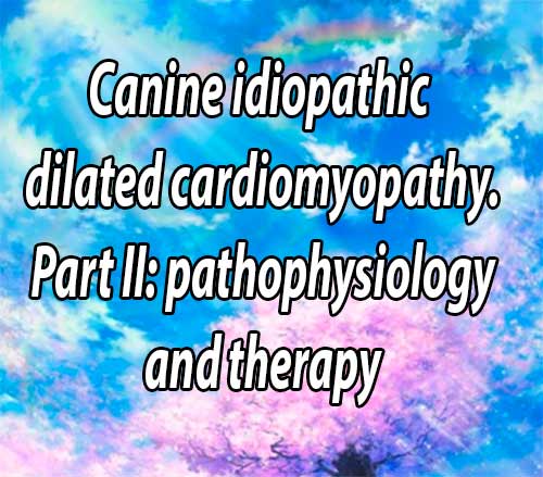 Canine idiopathic dilated cardiomyopathy. Part II: pathophysiology and therapy