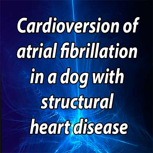 Cardioversion of atrial fibrillation in a dog with structural heart disease using an esophageal-right atrial lead configuration