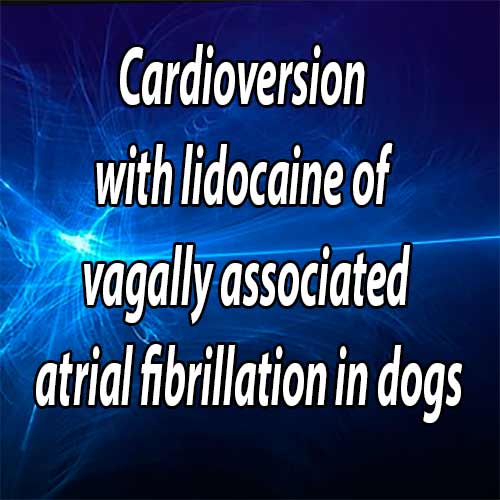 Cardioversion with lidocaine of vagally associated atrial fibrillation in two dogs