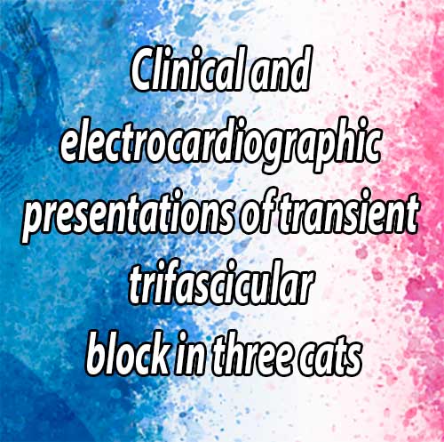 Clinical and electrocardiographic presentations of transient trifascicular block in three cats