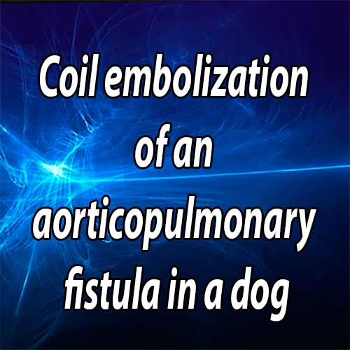 Coil embolization of an aorticopulmonary fistula in a dog