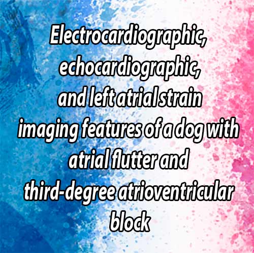 Electrocardiographic, echocardiographic, and left atrial strain imaging features of a dog with atrial flutter and third-degree atrioventricular block