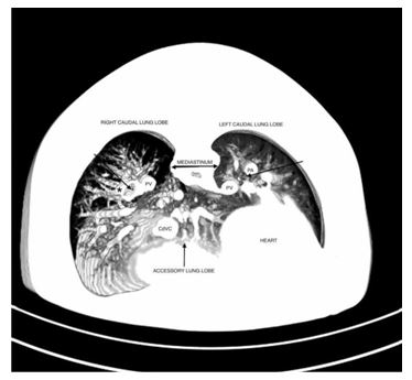 Maximum intensity projection image of the thorax at the level of the caudal thorax, transverse view