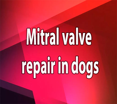 Mitral valve repair in dogs