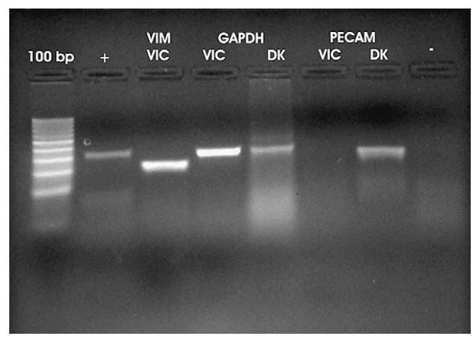 RT-PCR performed using total RNA from cultured cells (VICs) and from total RNA harvested from homogenized canine kidney