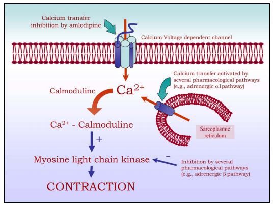 Simple representation of the cellular effect of calcium entry into vascular smooth muscle cells