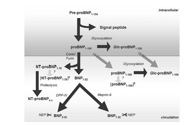 The cleavage process of pre-proBNP
