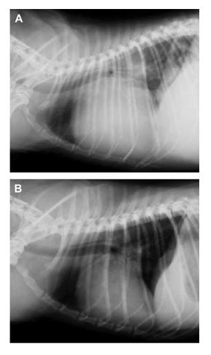 Thoracic radiographs before (A) and after (B) mitral valve repair demonstrating significant decrease in cardiac size