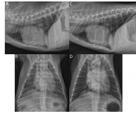 Thoracic radiographs PRE and POST sildenafil treatment for dog