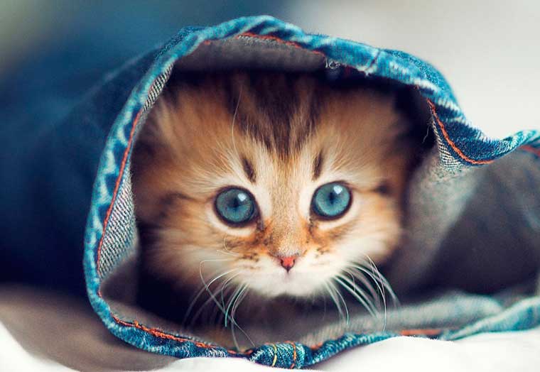 15 любопытных фактов о котах