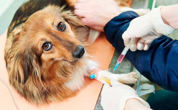 Анафилактический шок (анафилаксия) у собак
