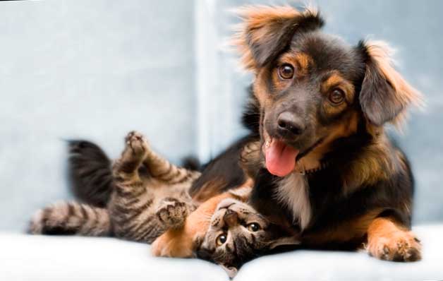 Дифференциальная диагностика кардиомиопатий у кошек и собак