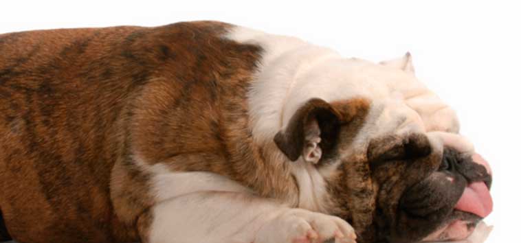 Травматический миокардит (ушиб миокарда) у собак