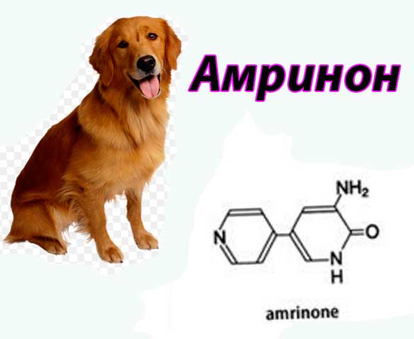Инструкция по применению Амринона (Amrinone) в гуманной и ветеринарной медицине