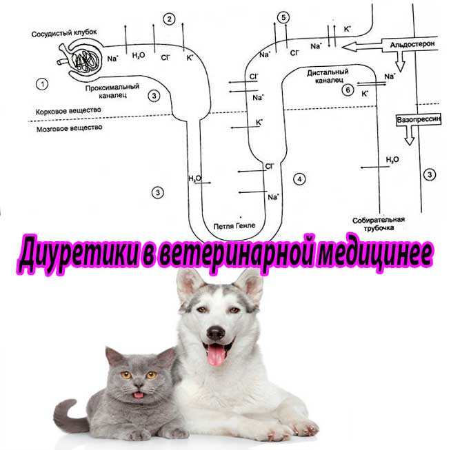 Инструкция к применению диуретиков (мочегонных препаратов) в ветеринарной медицине (тиазидные, петлевые, калийсберигающие)