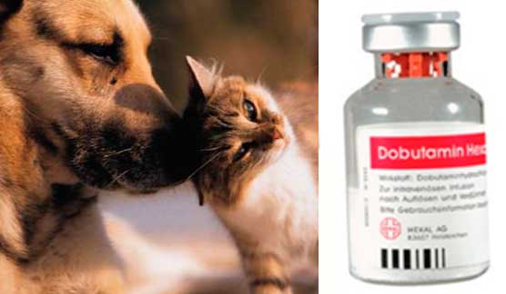 Инструкция к применению добутамина (Dobutamine) в гуманной и ветеринарной медицине