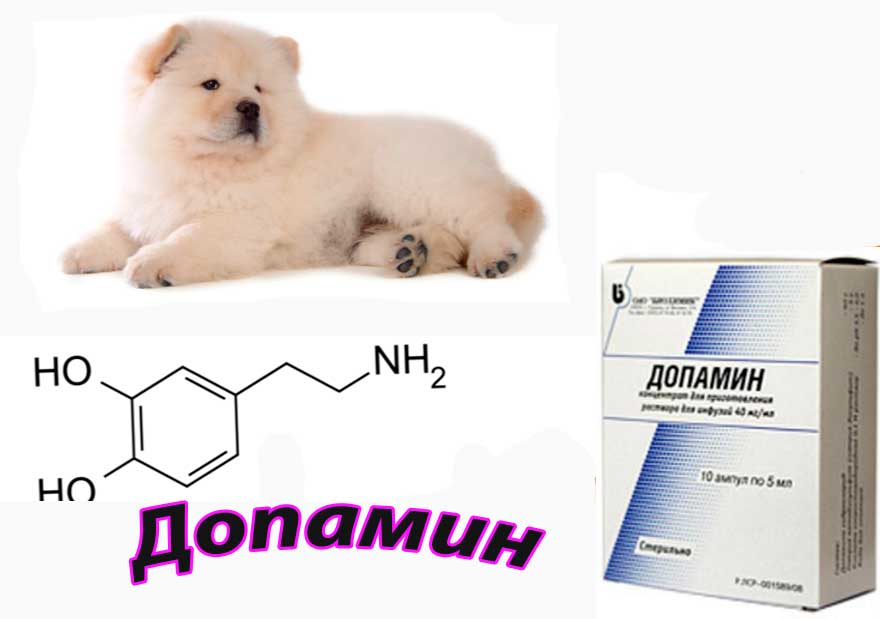 Инструкция к применению допамина (Dopamine)  в гуманной и ветеринарной медицине (отзывы, формула, использование собакам и кошкам)