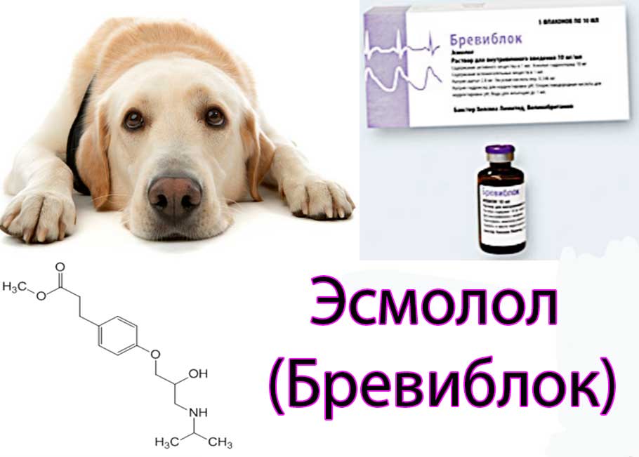 Инструкция по применению эсмолола: в медицине и ветеринарии (собак и кошек)